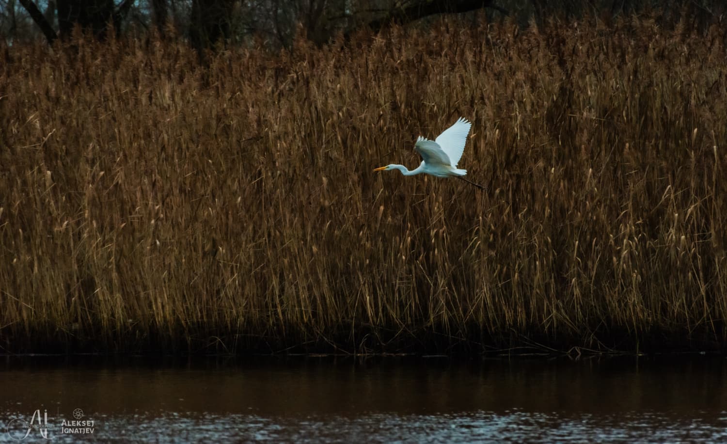 A bird photographed in its natural habitat